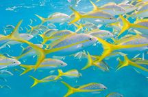 Key Largo Snorkeling Tour - rental mask, fins and vest INCLUDED