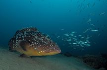 Make a private Try Dive, for your first Scuba experience!