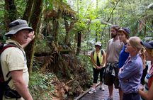 Puketi Rainforest Guided Walks .This is not a Shore Excursion product .