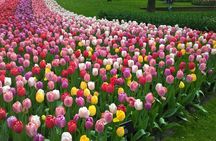 Keukenhof's Tulips and Windmills Small-Group Tour from Amsterdam