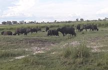 Chobe Day Trip Starting From Victoria Falls