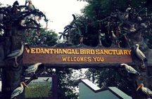 Visit to Vedanthangal Bird Sanctuary from Chennai