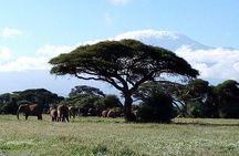 4-Day Safari: Lake Manyara, Serengeti & Ngorongoro 