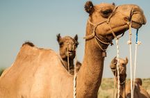 3 Days / 2 Nights Camel Safari