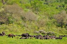 4 days Safari Lake Manyara, Ngorongoro crater and Serengeti