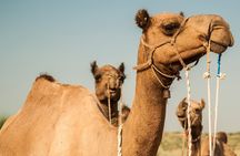 2 Days and 1 Night Camel Safari