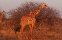 4-Days Great Amboseli, Tsavo East & West Safari Kenya