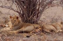 4-Days Great Amboseli, Tsavo East & West Safari Kenya