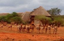 4-Days Great Amboseli, Tsavo East & West Safari Kenya