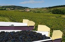 Beaujolais & Perouges Medieval Town (9:00 am to 5:15 pm - Small Group Tour Lyon