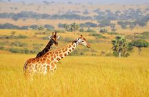 2 Days Wildlife Safaris at Lake Mburo National Park