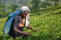 Sri Lanka Tour - Perfect Sri Lanka Itinerary 5 Days