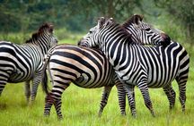2 Days Wildlife Safaris at Lake Mburo National Park