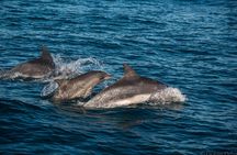 Knysna Marine Life & Garden Route Coastline Experience