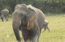 Kumana National Park Wildlife Safari