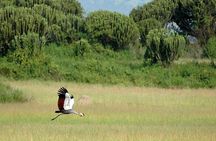 1 day Mabamba (Shoebill) bird watching tour - Shoebill & canoe tour