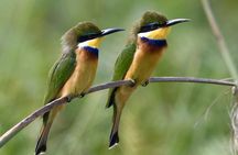 1 day Mabamba (Shoebill) bird watching tour - Shoebill & canoe tour