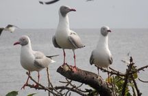 1 day Mabamba (Shoebill) bird watching tour - Shoebill & canoe tour
