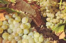 Northern Rhône Valley Wine tour from Lyon Half Day