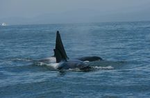 Vancouver Whale Watching Safari