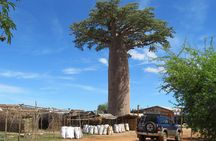 Morondava Day Tour to Kirindy Park and Baobab Avenue
