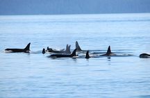 Vancouver Whale Watching Safari