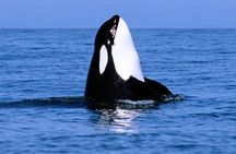 Vancouver Whale Watching Safari