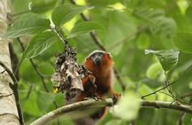 4-Day Cuyabeno Amazon Adventure: Bird Watching, Wildlife, Hiking, Kayaking