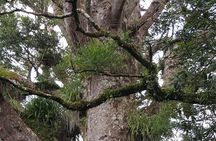 Auckland Sights Exclusive 8 Hour Luxury Day Tour