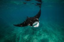 Ningaloo Reef Snorkel and Wildlife Adventure 