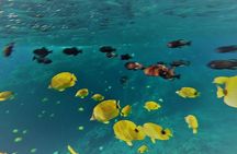 Molokini Crater Zodiac Adventure: Snorkel and Turtle Cove Swim 