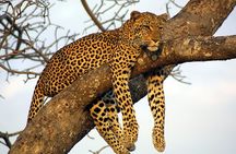Private Day Trip to Yala National Park from Colombo