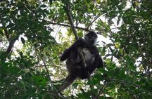 Wild Monkey Tour