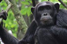 8 days Uganda Primate & Wildlife safari tour