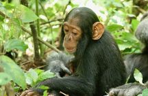 8 days Uganda Primate & Wildlife safari tour