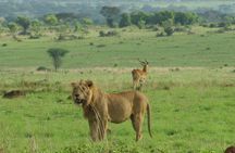 2 Day - Murchison Falls National Park Big 5 Safari