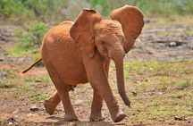  Elephant Orphanage & Giraffe Centre Tour