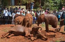  Elephant Orphanage & Giraffe Centre Tour