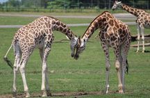 Giraffe Center and David Sheldrick Elephant Orphanage Tour
