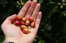 North Fields Cafe: Craft Specialty Coffee and Chocolate Tour