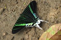 5-Day All Inclusive Cuyabeno Amazon Adventure with Accommodation in Eco Lodge
