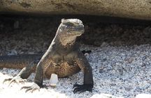 9-Day Colonial Quito & Galapagos Island Hopping