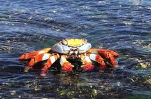 12-Day Galapagos Superior Adventure (Tourist Superior Class)
