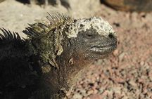 12-Day Galapagos Superior Adventure (Tourist Superior Class)