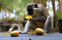Barbados Small-Group Garden & Wildlife Half-Day Tour