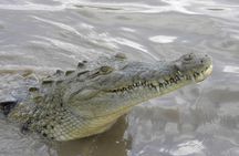 Palo Verde Riverboat Tour