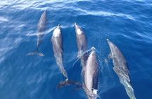 Dolphin and Snorkeling Trip with Costa Rican Companies