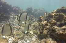 Dolphin and Snorkeling Trip with Costa Rican Companies
