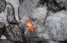 12-Day Galapagos Superior Adventure (Tourist Class)