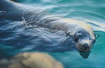 Land’s End Experience – Arch, Beaches & Marine Life